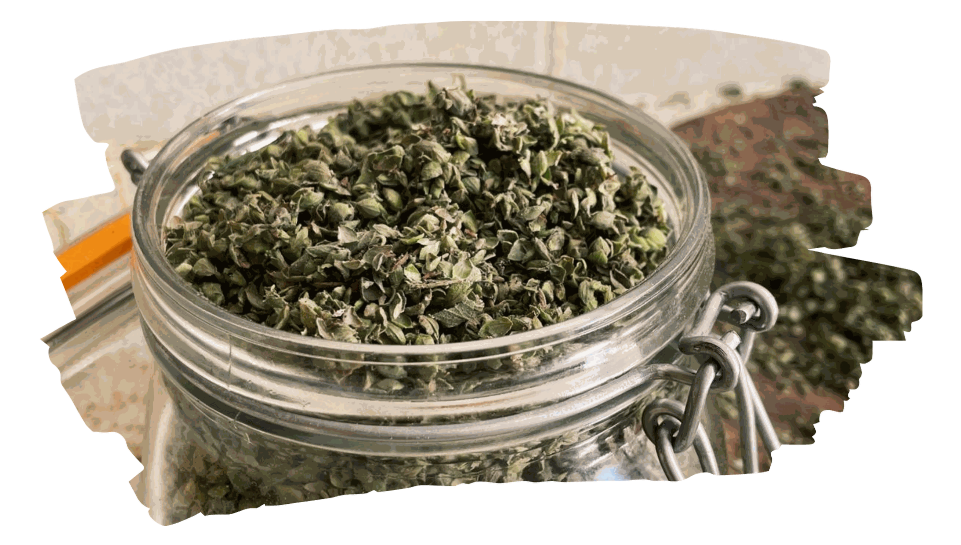 Cómo y cuándo cosechar orégano, una de las aromáticas más valoradas, y cómo secarlo paso a paso para conservarlo