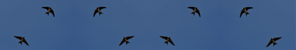 The Arrival of Swallows: A Sign of Spring