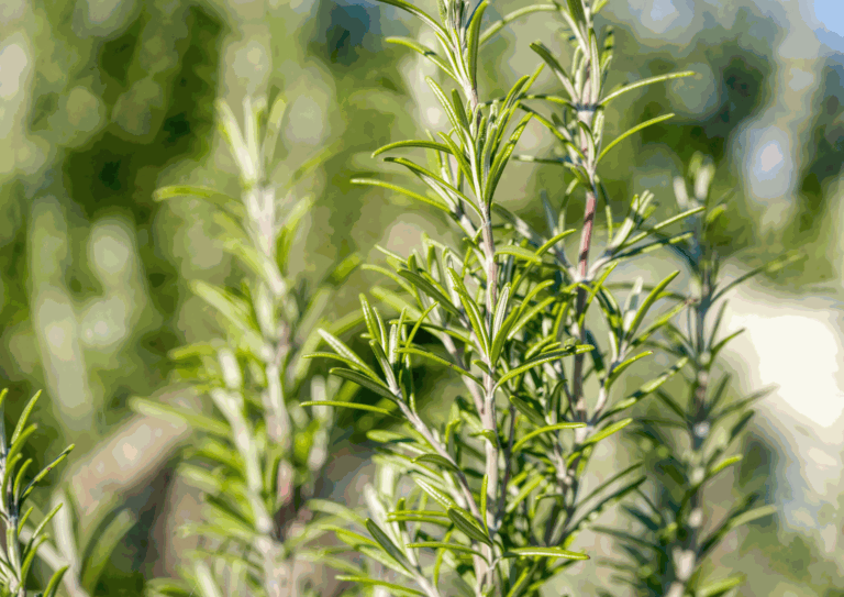 Plantas aromáticas y florales más recomendadas para el huerto