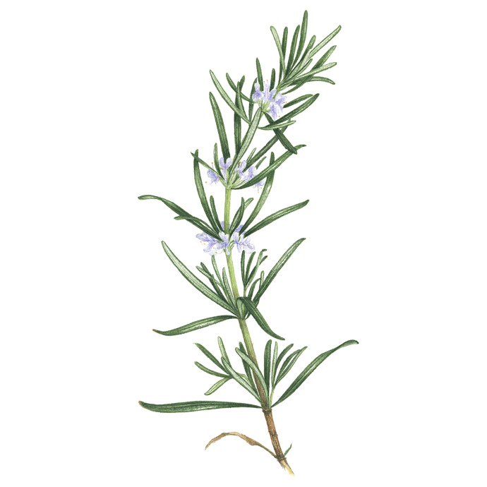 Plantas aromáticas y florales más recomendadas para el huerto