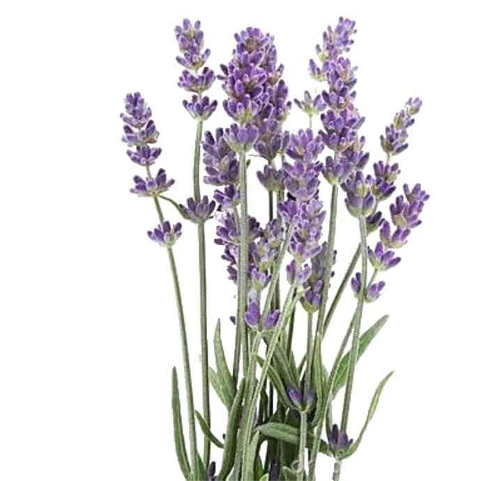 Plantas aromáticas y florales más recomendadas para el huerto