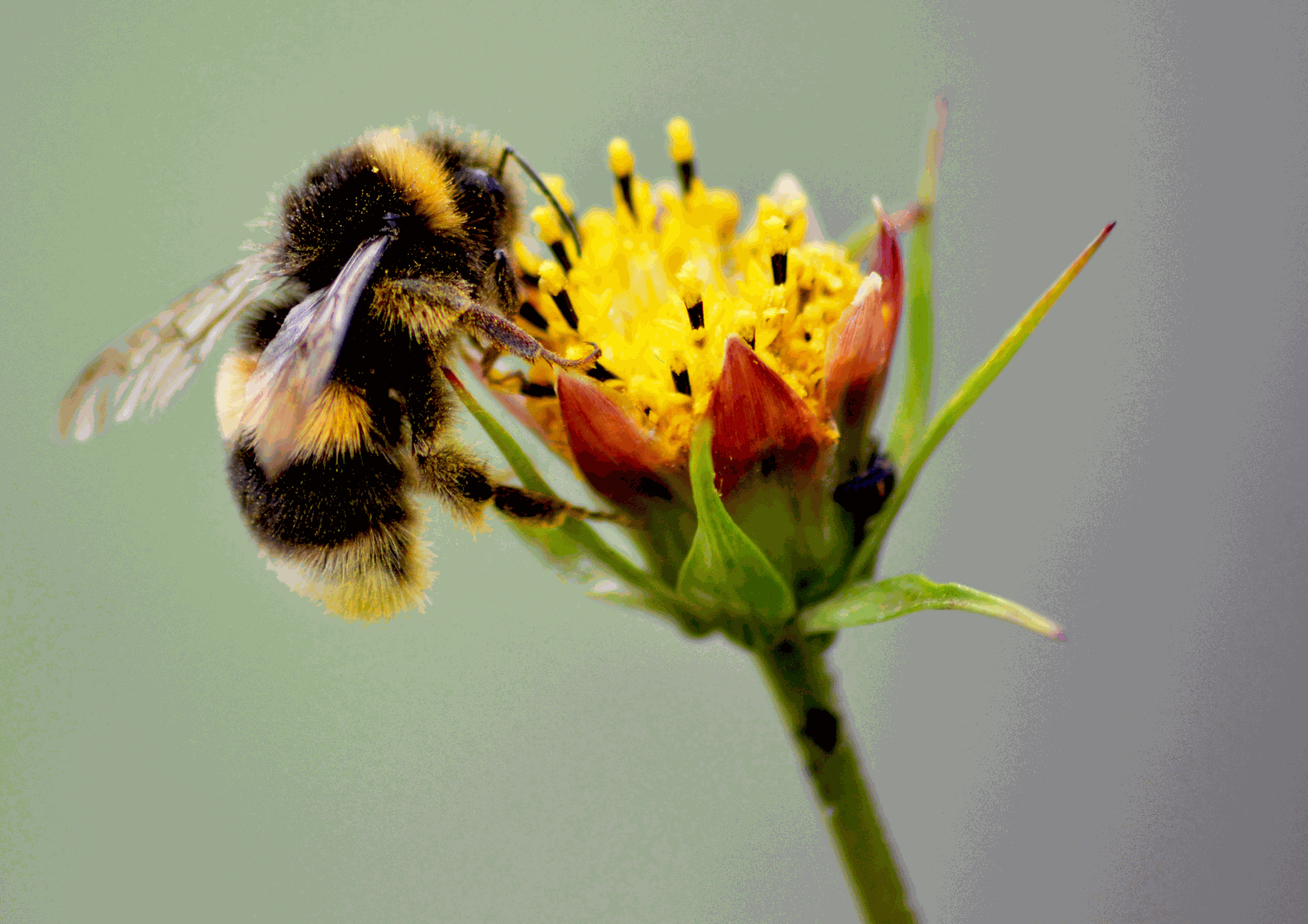 Plantas aromáticas y florales más recomendadas para el huerto