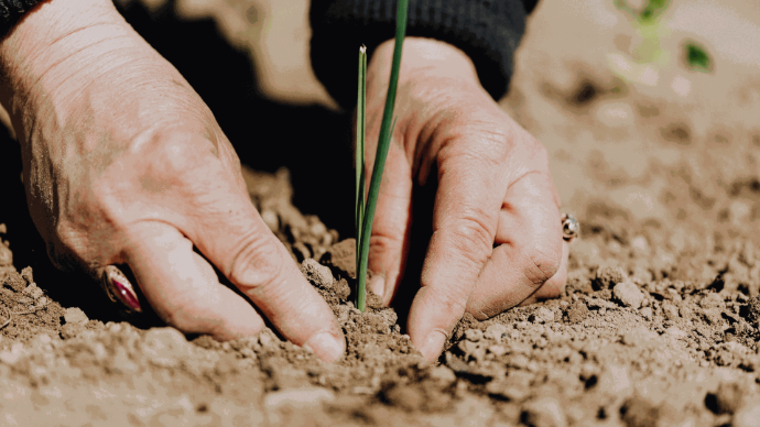 Una mujer plantando un cultivo joven en la tierra