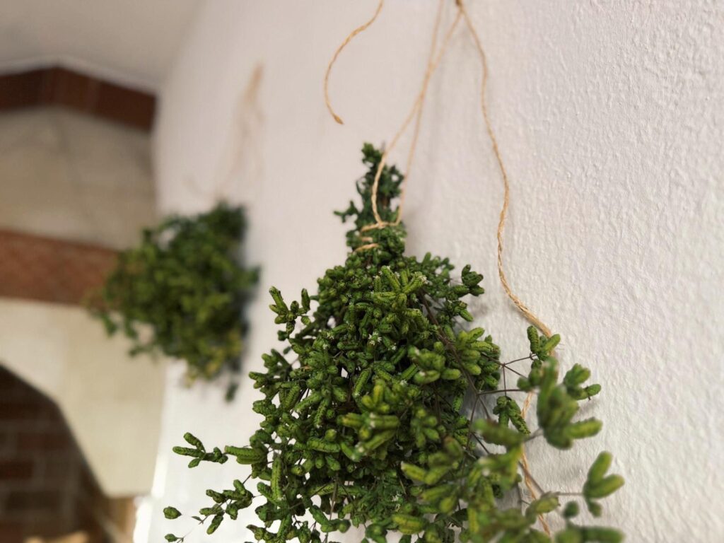 Cómo y cuándo cosechar orégano, una de las aromáticas más valoradas, y cómo secarlo paso a paso para conservarlo