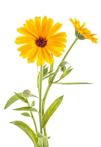 Plantas aromáticas y florales más recomendadas para el huerto