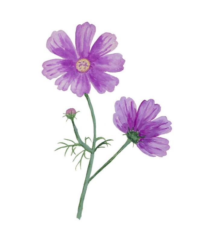 Plantas aromáticas y florales más recomendadas para el huerto