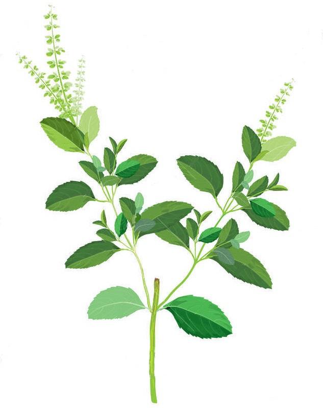 Plantas aromáticas y florales más recomendadas para el huerto