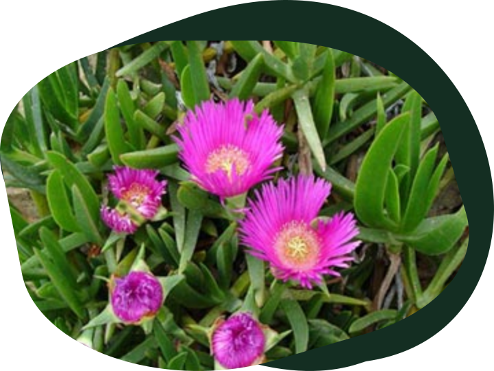 Participation in environmental workshop and planting of native species promoted by Decathlon