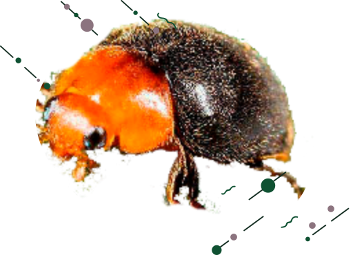 Insectos beneficiosos para el huerto