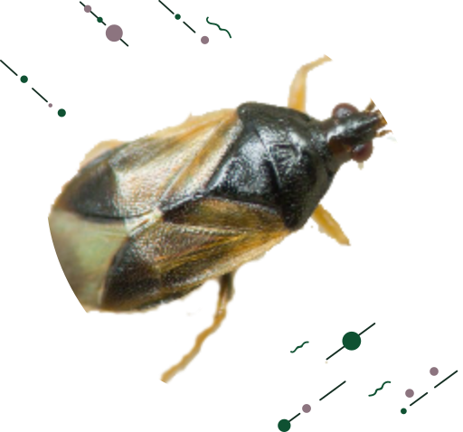 Insectos beneficiosos para el huerto