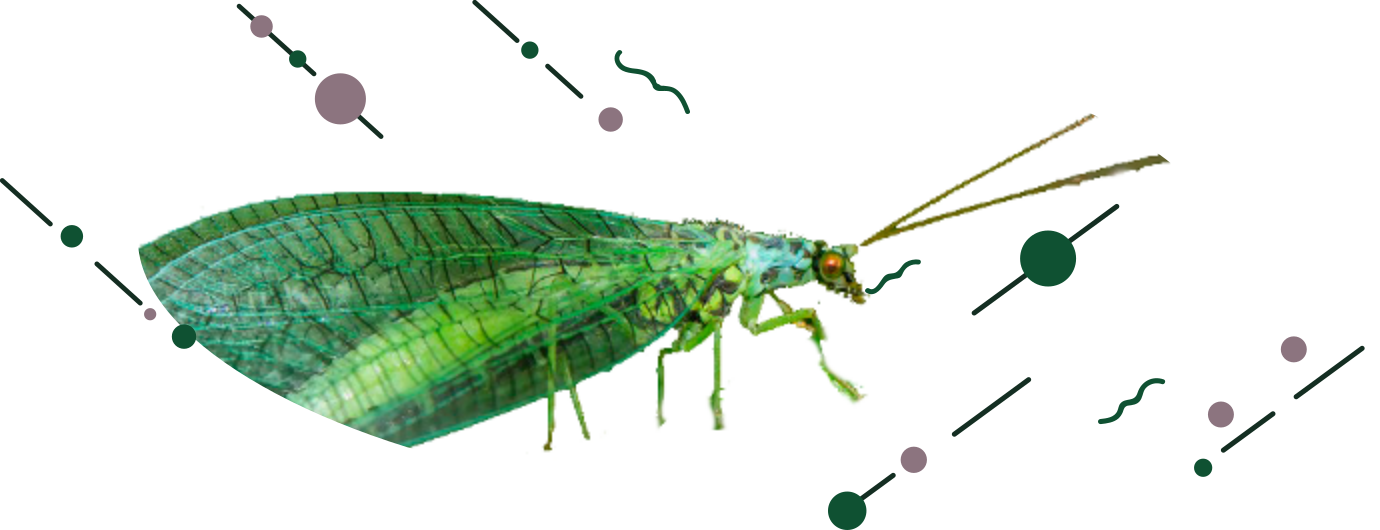Insectos beneficiosos para el huerto