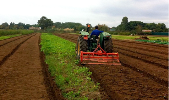 Imagen del proyecto La tradición de los trabajos en la huerta valenciana