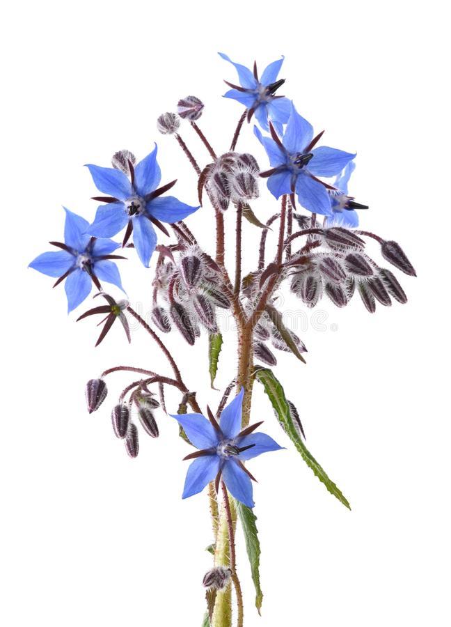 Plantas aromáticas y florales más recomendadas para el huerto