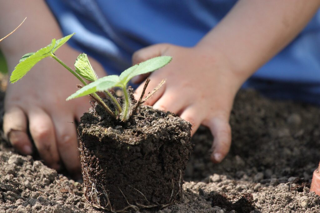 Qué plantar en el huerto los meses de septiembre y octubre